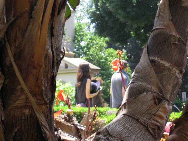 A couple enjoys a lovely day during a stroll through the Alcazar Garden.