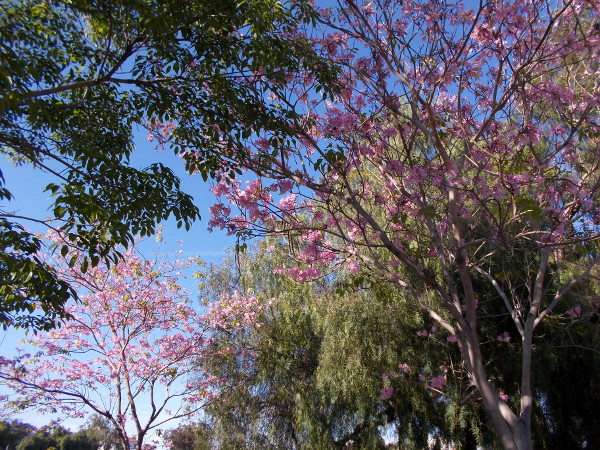 Those pink spring blooms, I believe, actually belong to Pink Trumpet Trees in Tweet Street Park, site of the upcoming Jacaranda Spring Thing!