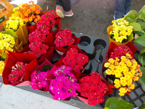 Home Depot brought a bunch of colorful flowers to the Jacaranda Spring Thing community event on Cortez Hill.