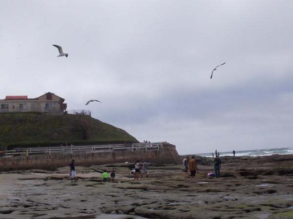 Seagulls circle above people who are searching for natural wonders in the intertidal zone.