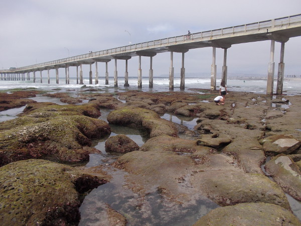 A view of the Ocean Beach Pier and nearby tide pools. An easily accessible place to explore the seashore and make small discoveries.
