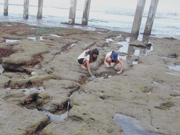 People explore fascinating tide pools near the foot of the OB pier during low tide. The rocks can be very slippery.