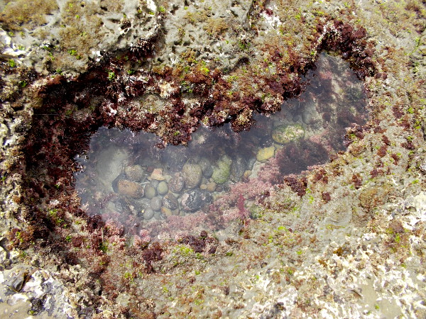 At low tide, the exposed expanse of sandstone rock south of the pier contains many channels and depressions, the home of algae and small sea creatures.