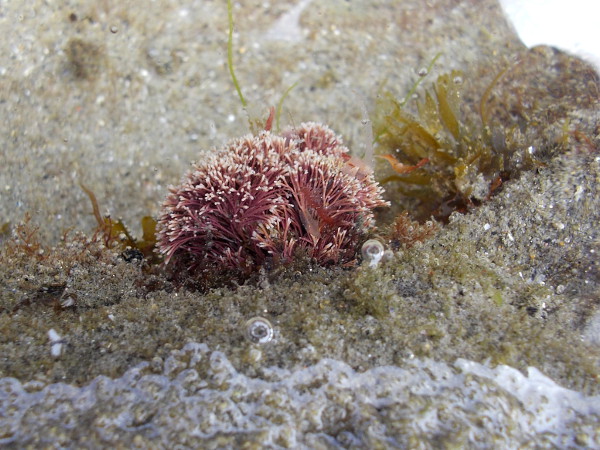 There are many interesting photo opportunities at the tide pools. Down on hands and knees, you're going to get a little slimy and wet!
