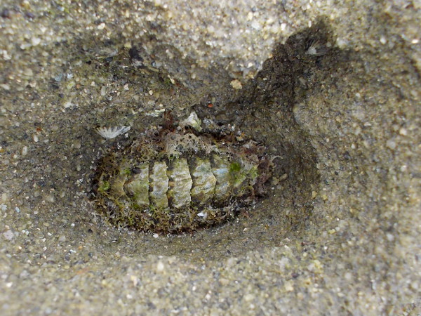 I believe this little guy is a troglodyte chiton. Thousands can be seen in their own tiny sandstone burrows in the intertidal rocks. They can live 20 years in the same spot!
