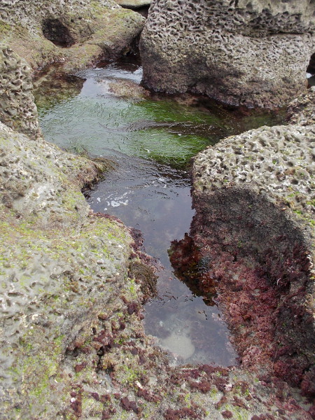 One can see pink encrusting coralline algae and surfgrass in this saltwater-filled channel.