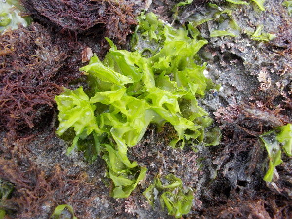 I can see why this is called sea lettuce! It's actually a type of green algae.