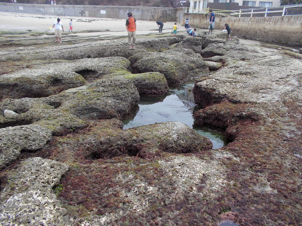 Another view of the tide pools immediately south of the OB pier.