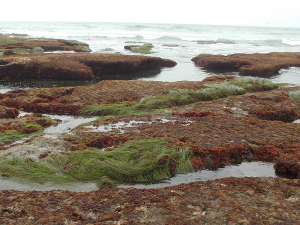 Bright green surfgrass, reddish algae and blue ripples of incoming ocean surf make a strangely beautiful photograph.