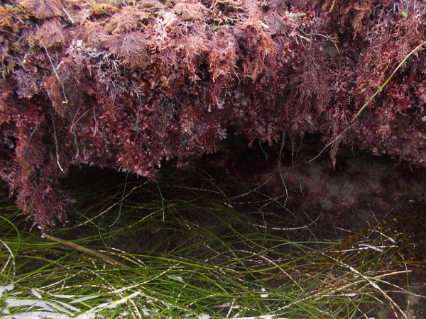 More pink coralline algae and surfgrass, seen close-up.