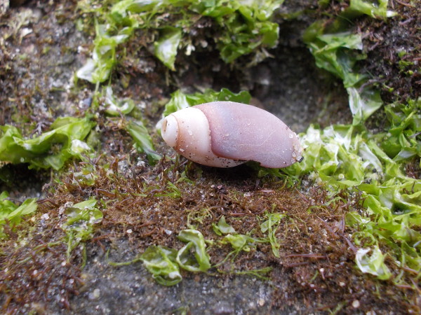 A small empty shell among some sea lettuce.