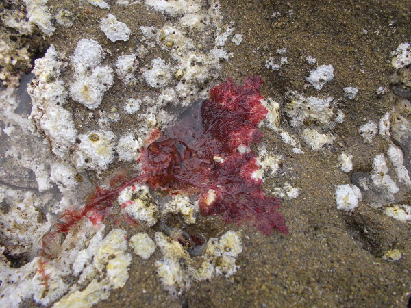 An unusual photo at the tide pools. Nature is an infinitely prolific artist.