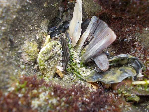 A cool photo composed of accumulated shell pieces.