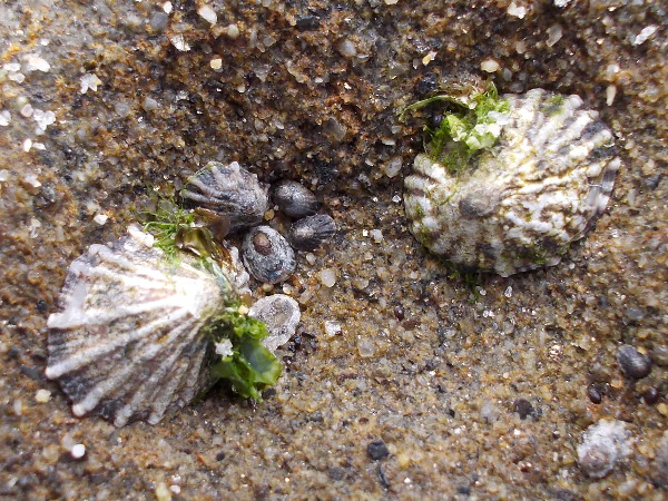 Limpets large and small on one rock form a beautiful pattern.