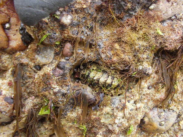 Tiny miracles of nature in the soft sandstone.