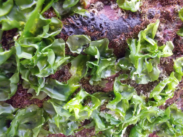 A sample of the surprising beauty you might encounter at these tide pools.