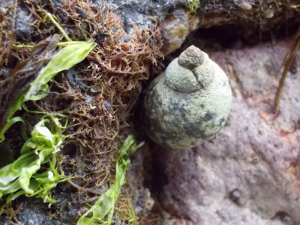 A periwinkle, or sea snail.