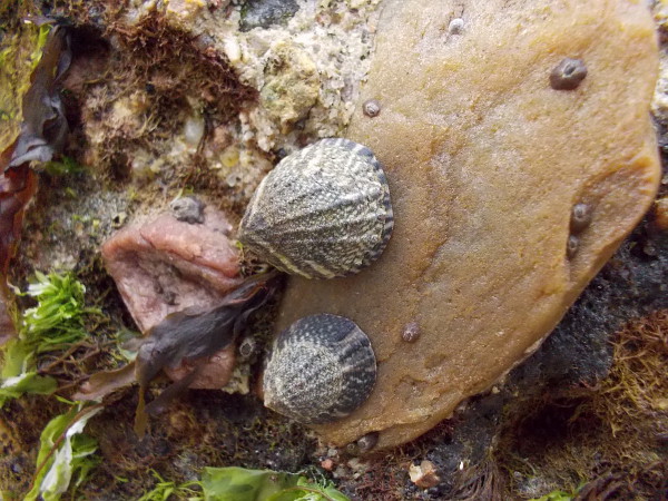 More beautifully patterned limpets, and I think I might see a few barnacles.