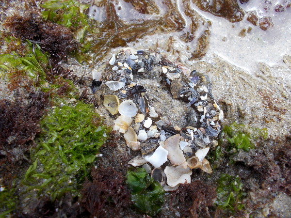 A sea anemone among sand and algae in a tide pool.