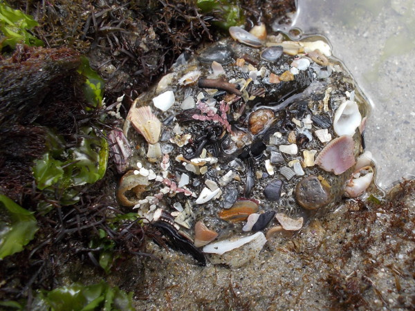 An aggragating anemone, safely closed up at low tide so that it doesn't dry out. Many small stones and shell bits have collected upon it.