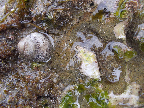 Another watery scene in a life-filled Ocean Beach tide pool.