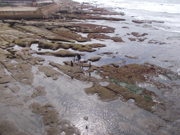 Looking down from atop Ocean Beach Pier at the nearby tide pools. People out on the rocks search for wonders in the intertidal zone.