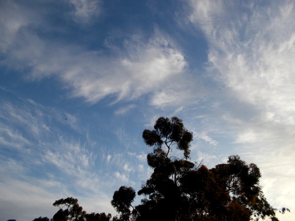 Eucalyptus trees at southwest corner of Balboa Park, beneath glowing, fantastic morning clouds.
