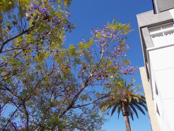 Purple blooms of jacaranda trees can be seen around downtown San Diego's Cortez Hill neighborhood.