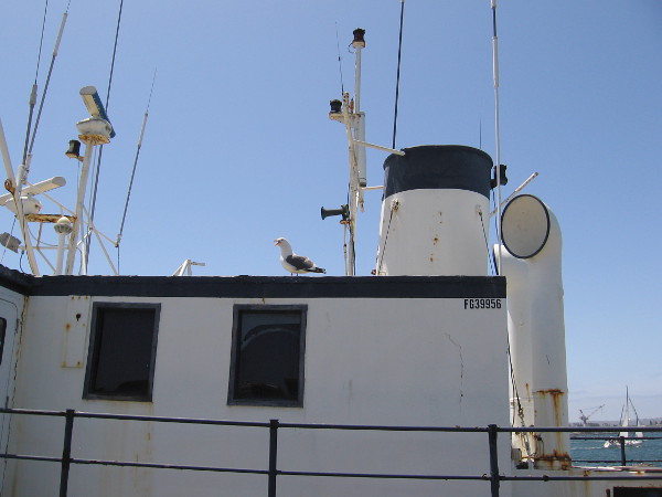 This sneaky gull perched atop a docked bait boat seemed to be watching the folks fishing nearby!