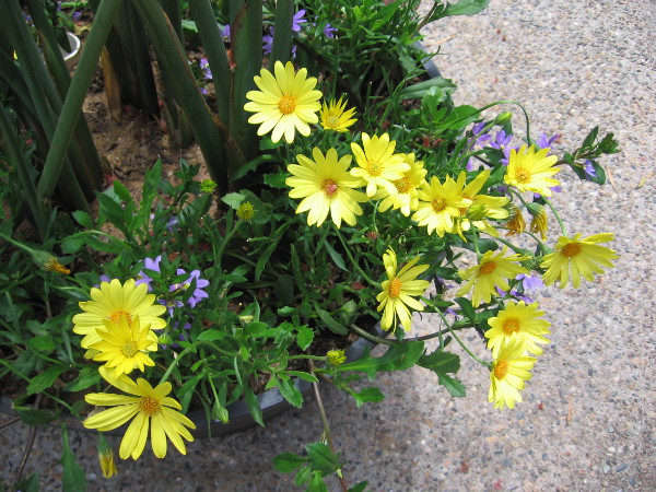 Just some bright yellow flowers.