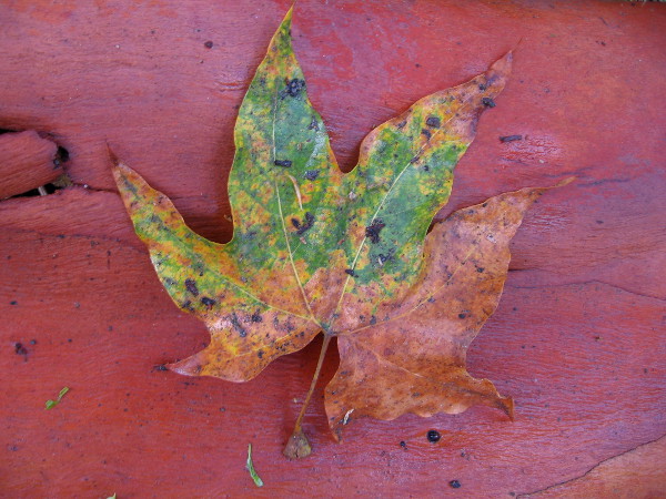 Leaf on bark.