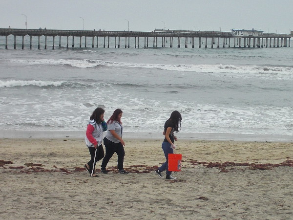 Volunteers search the beach near the OB pier for litter during a cleanup day.