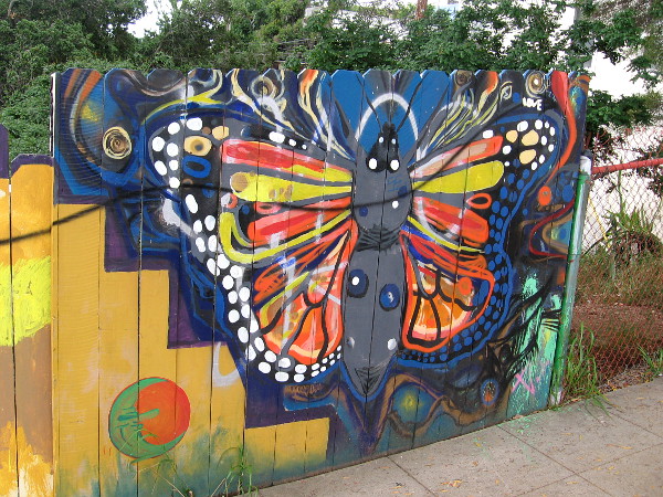 A brilliant butterfly spotted on Broadway, near the top of Golden Hill!