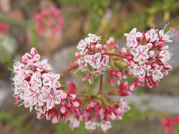 Flat-top buckwheat, or California buckwheat, flower clusters are opening in spring. These native plants grow profusely in arid San Diego.