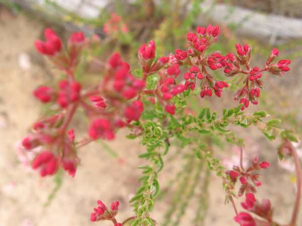 Small red flower clusters of flat-top buckwheat (Eriogonum deflexum) that have yet to open.