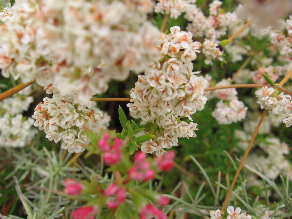 More buckwheat in Balboa Park's Florida Canyon. Native Americans used the plant to make tea with medicinal properties.