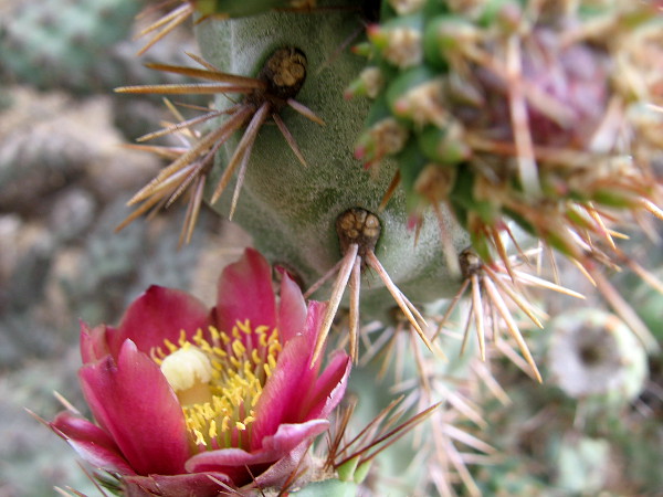 Another flower on a very spiny Coastal cholla (Cylindropuntia prolifera) makes for an interesting photograph.