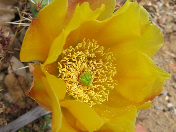 A wild yellow prickly pear cactus flower at the rim of Balboa Park's Florida Canyon, just across Park Boulevard from the San Diego Zoo.