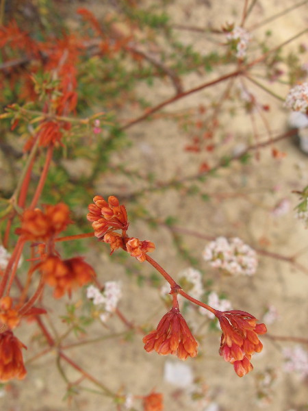 These buckwheat flower clusters have turned brown. Perhaps that's why the plant is sometimes called skeletonweed.