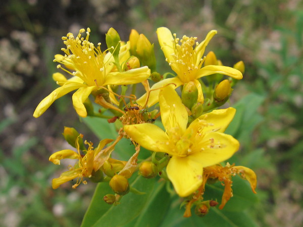 These flowers that I randomly photographed along the trail have me stumped. I tried to identify them, but without success. If you know what they are, please leave a comment!