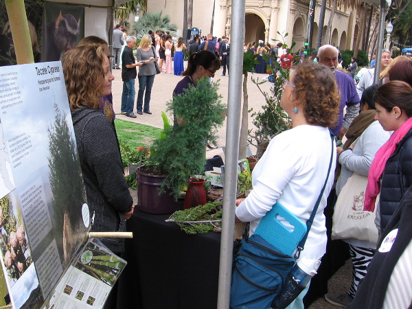Visitors at the San Diego Zoo Centennial Festival in Balboa Park learn how rare, threatened and endangered native plants are being saved by the zoo.