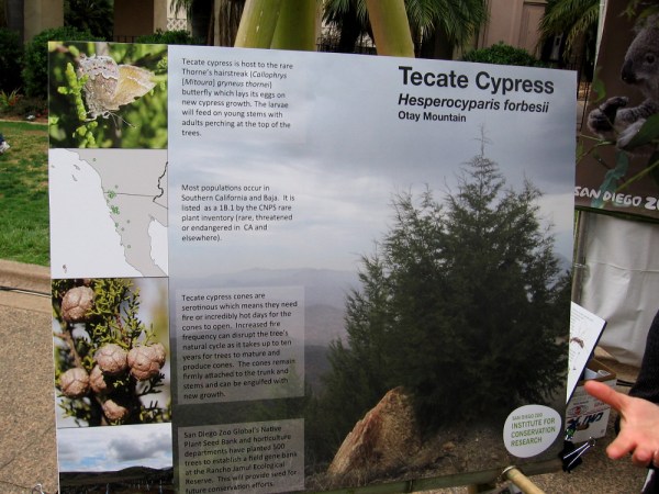 San Diego Zoo Global's Native Plant Seed Bank and horticulture departments have planted 500 Tecate Cypress trees to establish a field gene bank.