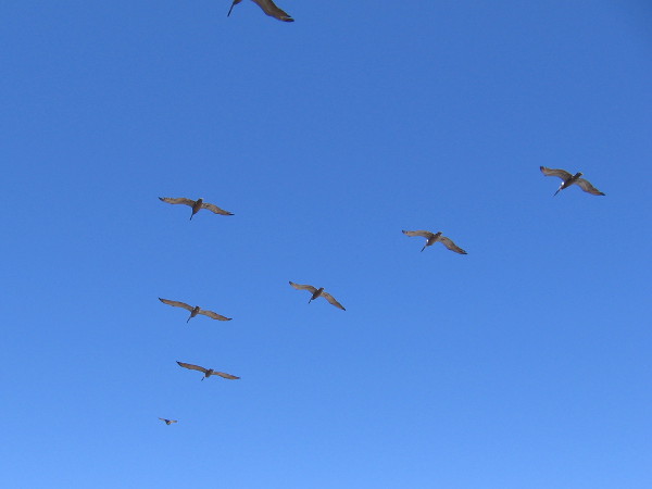 Pelicans fly in formation to ease their path through the air.