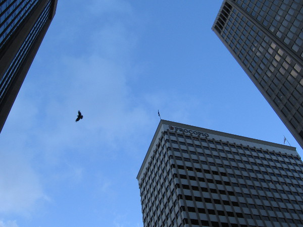 A bird flies between skyscrapers.