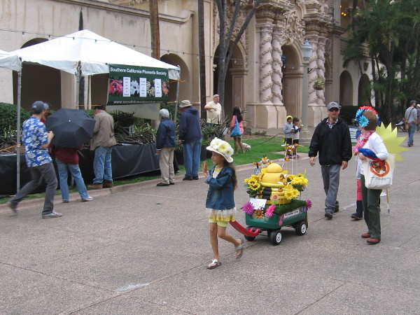 Even though the spring morning was gray and overcast, these flowers brightened the day like small suns.