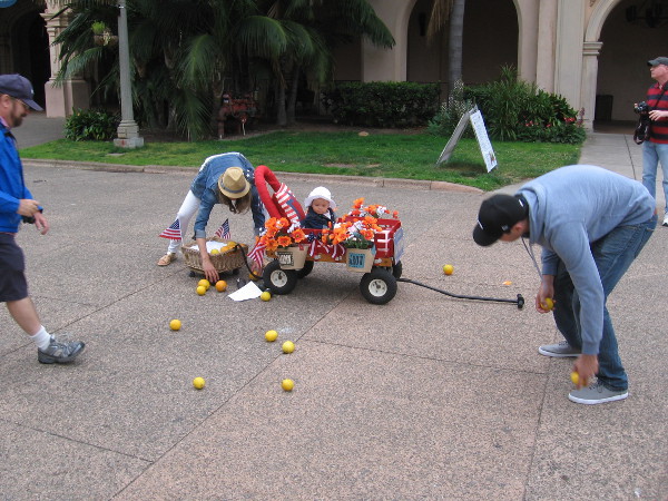 A terrible disaster! A basket-trailer containing fruit overturned during the parade!