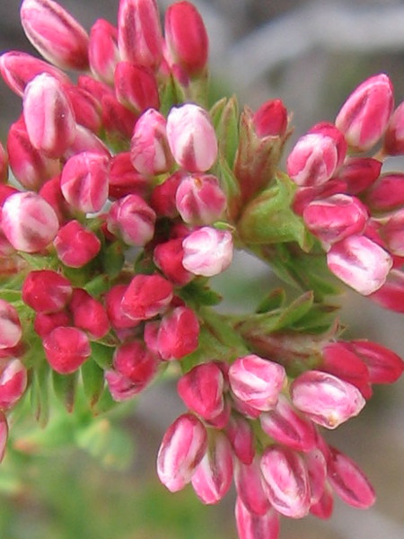 A profusion of red and white buckwheat beauty.