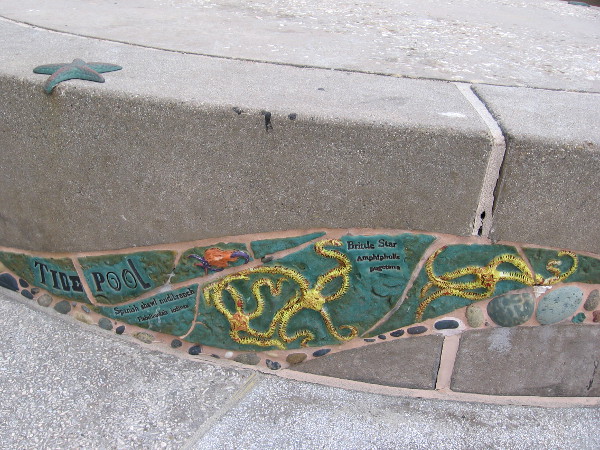 In a tide pool one might discover a Brittle Star.