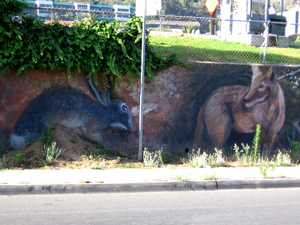 A jackrabbit and wild coyote.