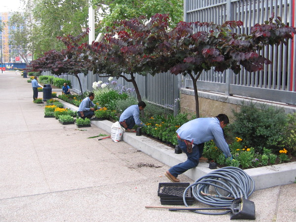 Workers plants fresh new flowers around Petco Park in preparation for the fast approaching 2016 Major League Baseball All-Star Game.